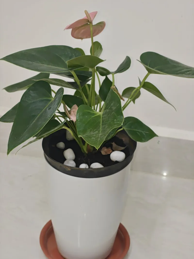 Fresh plants at The Cozy Taana, Hoskote