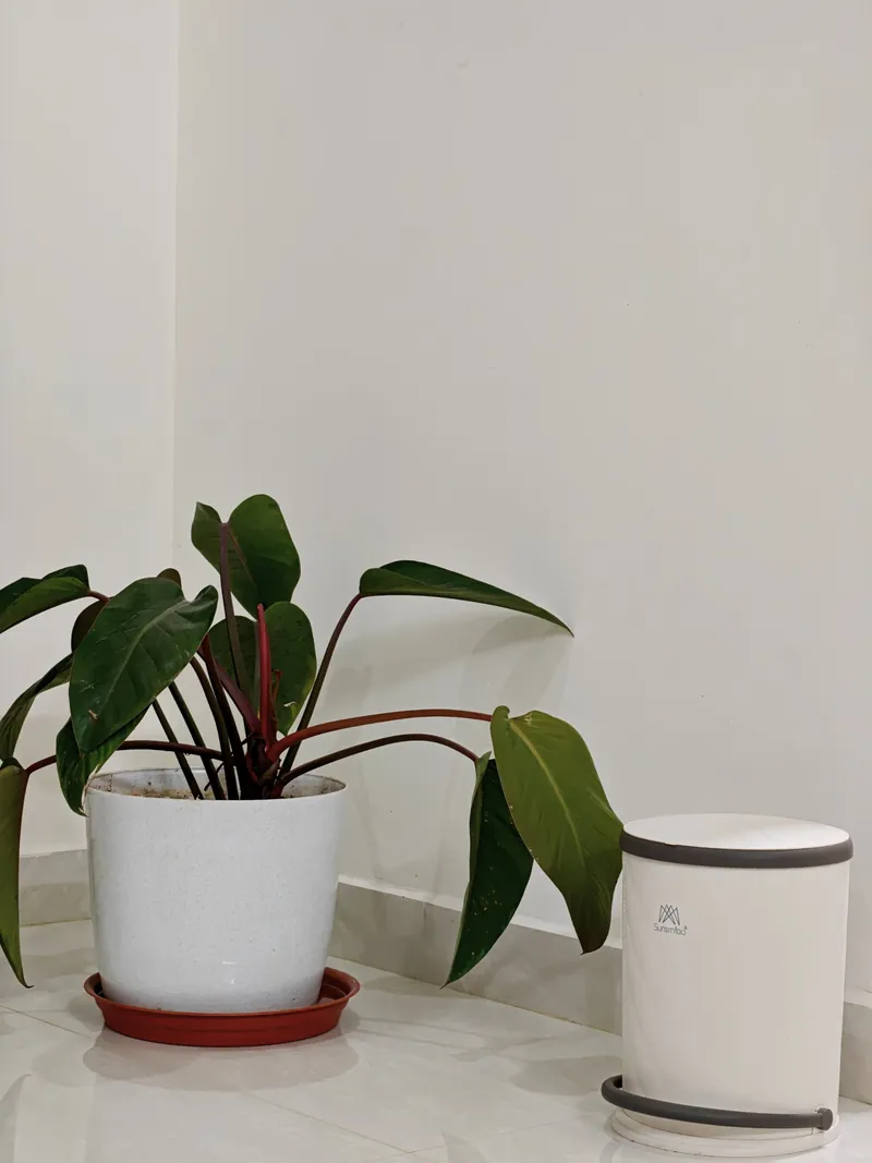 Indoor greens at The Cozy Taana, Hoskote